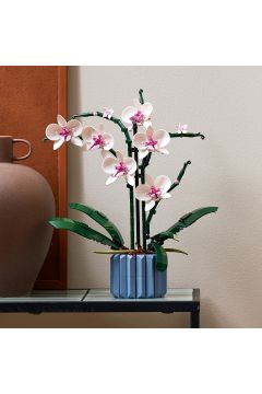 Orchidea 10311