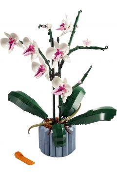 Orchidea 10311